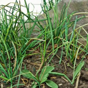 Marie deSousa - Stack